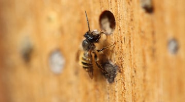 Gestion de la biodiversité en AB