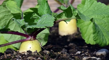 La règlementation en agriculture biologique