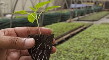 Produire ses plants et choisir ses semences en AB