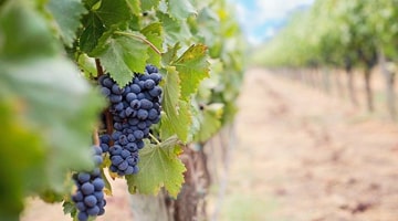 Protection intégrée du vignoble