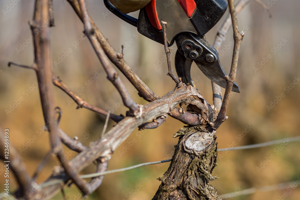Se perfectionner à la taille de la vigne